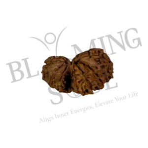 Garbh Gauri Rudraksh