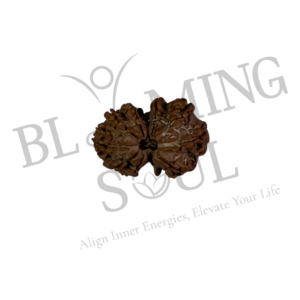 Gauri Shankar Rudraksh