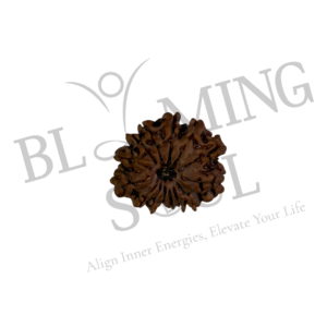 14 MUKHI RUDRAKSH