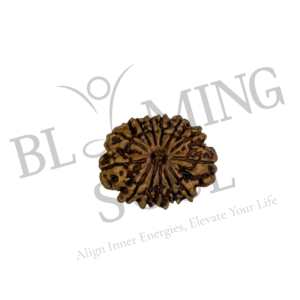 13 MUKHI RUDRAKSH