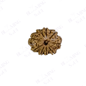 10 MUKHI RUDRAKSH