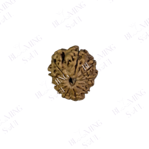 11 MUKHI RUDRAKSH