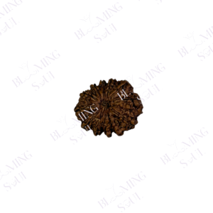 12 MUKHI RUDRAKSH