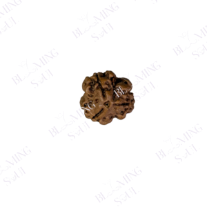 3 MUKHI RUDRAKSH