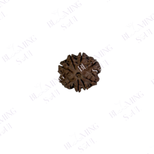 8 MUKHI RUDRAKSH